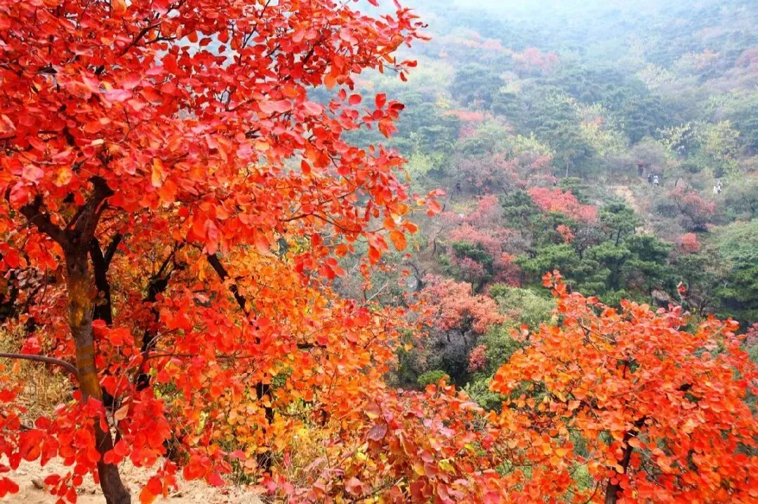 每日一歌:满山红叶似彩霞-朱逢博