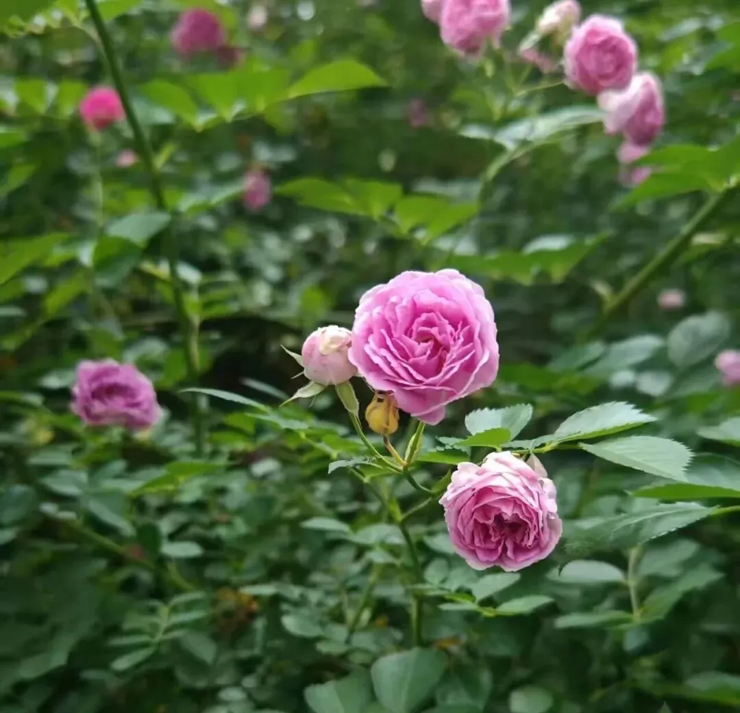 歌曲《蔷薇》