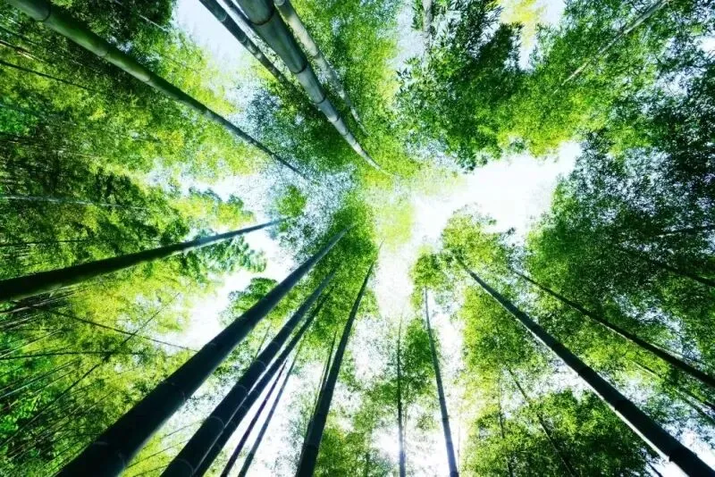 我的家乡桃江|老歌里的美人窝,山水美食全都藏在这儿