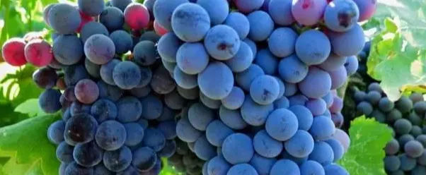 歌海娜Grenache品种特点及产区