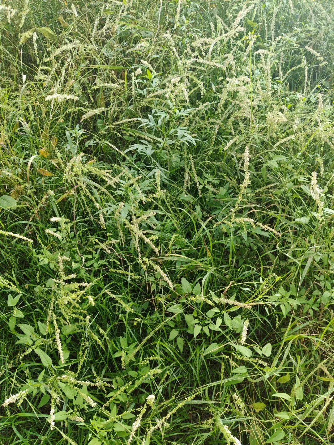 向死而生的野草之歌