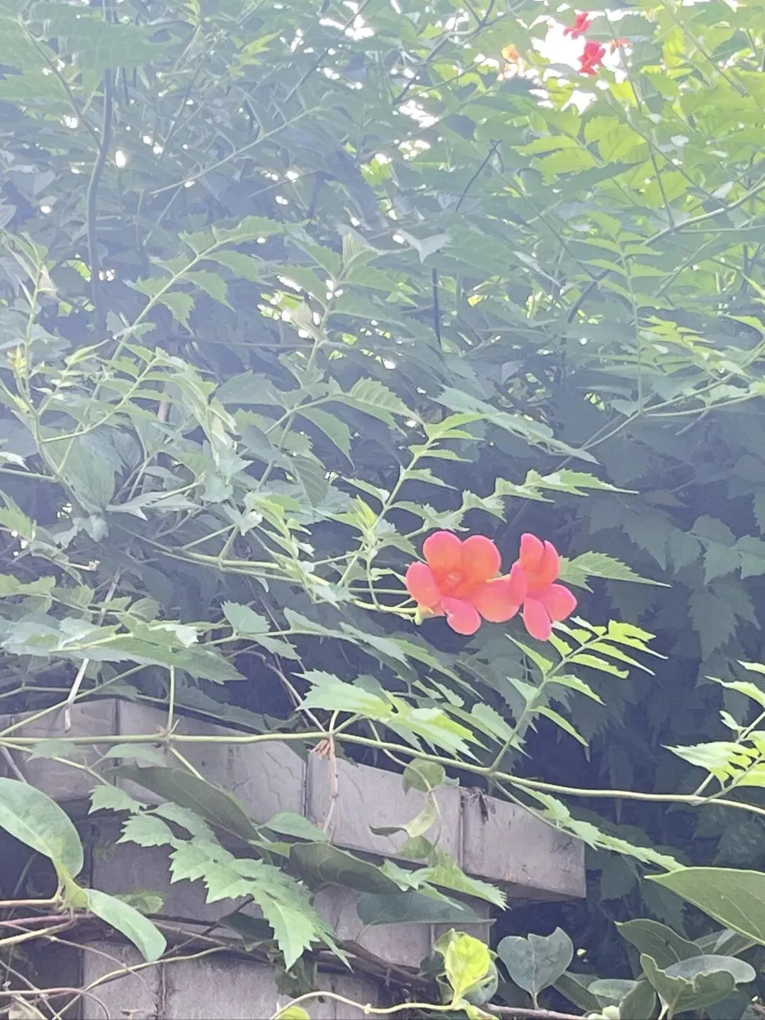 一首歌,串联初见与流年.