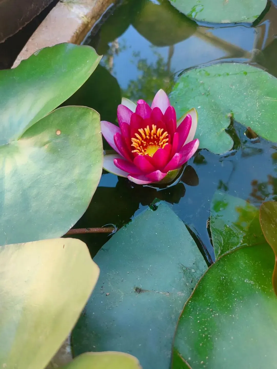 永嘉大师证道歌浅解略说(五)
