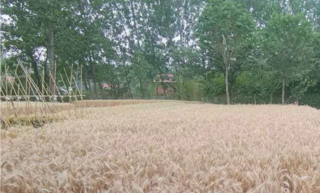 散板如歌|又是一年麦熟时