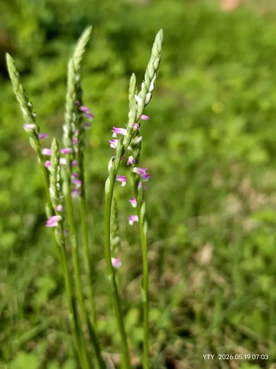 绶草盘龙参,老歌《兰花草》里的原型