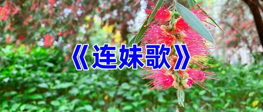 《连妹歌》