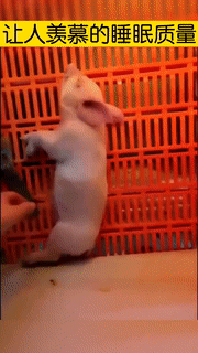 【GIF】能歌善舞