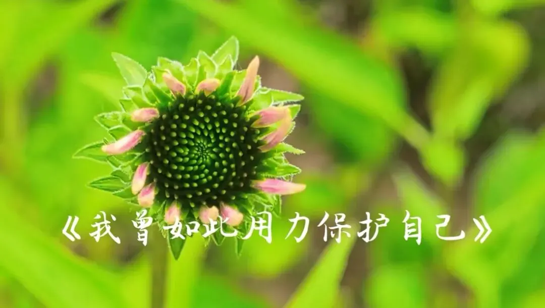 心灵歌曲-《我曾用尽力气保护自己》