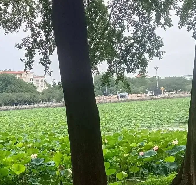 纯纯的手工编制歌瑶与大家共赏