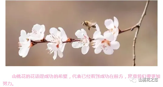 70后的初中生活系列(12)流行歌曲兼怀小慧和小玉