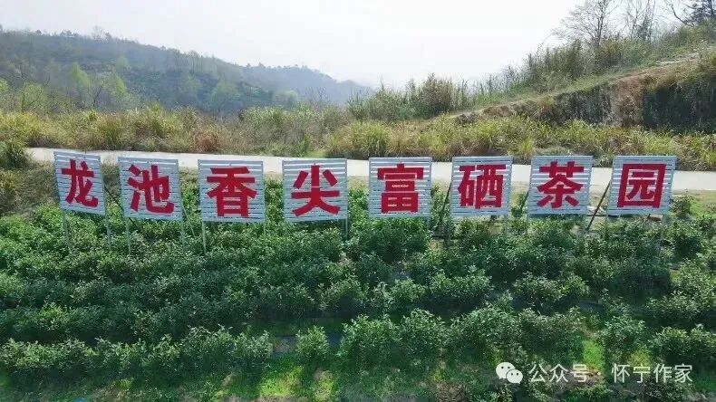 倪高武 :龙池香尖之歌