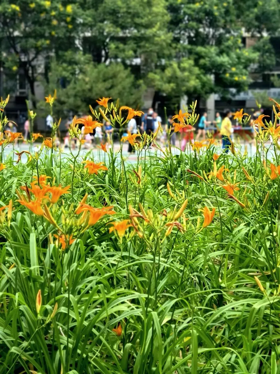 原来这就是歌曲中唱的萱草花