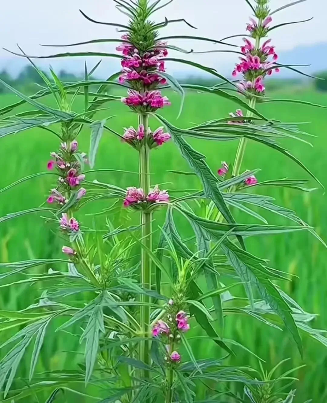 孙;歌 08
