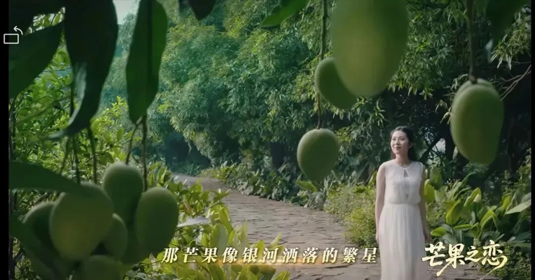 简评本土迅速走红的歌曲《芒果之恋》