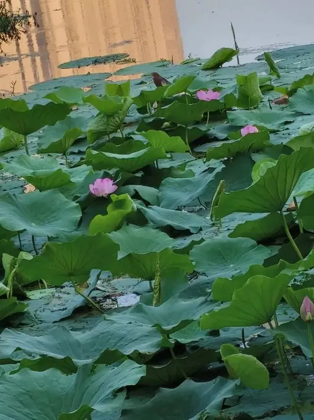 荷花仙子之歌,颂爱情故事.