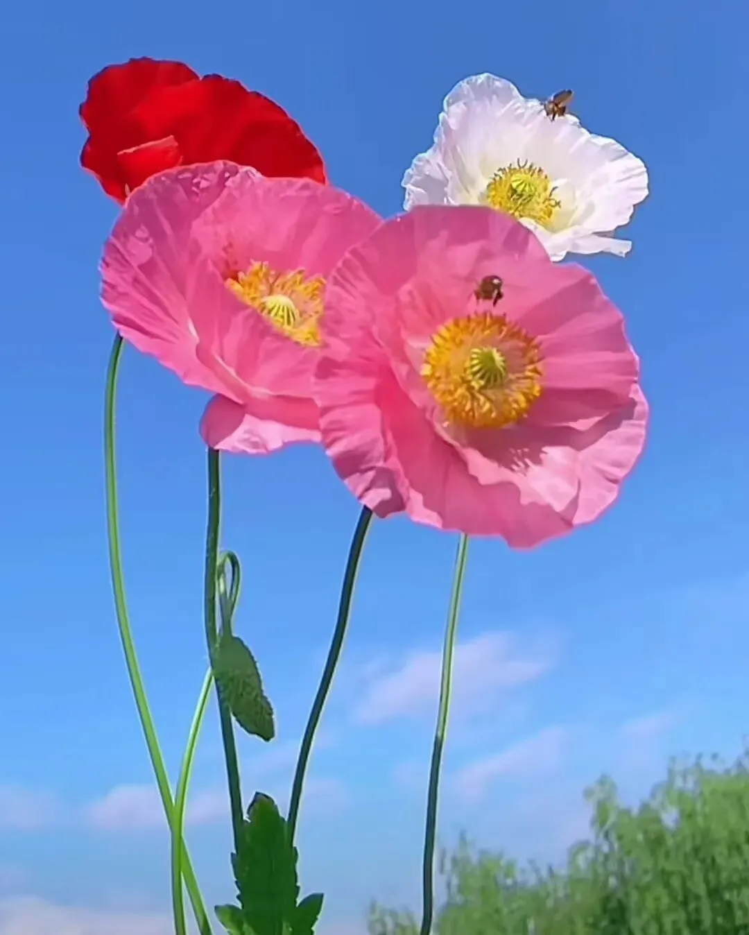 孙;歌 10