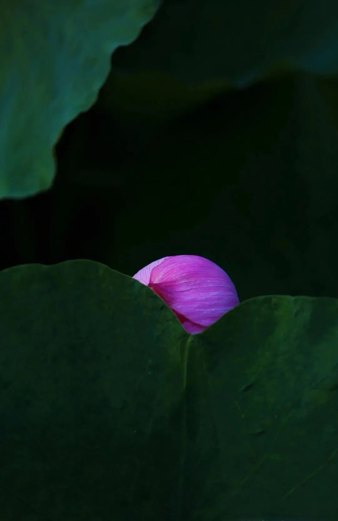 小提琴《柔美如歌》诗一般的旋律,瞬间击中你的灵魂