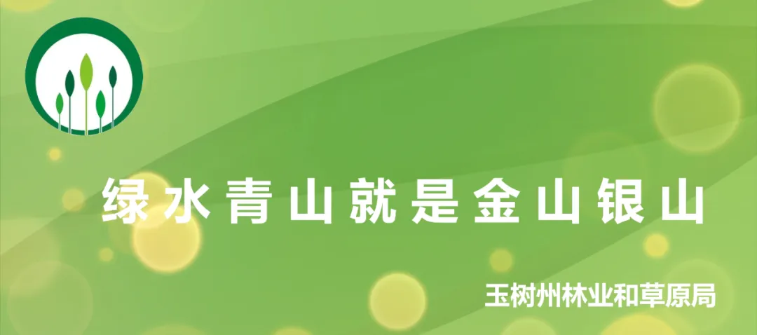 玉树冬虫夏草主题歌曲《三江圣草》正式发布