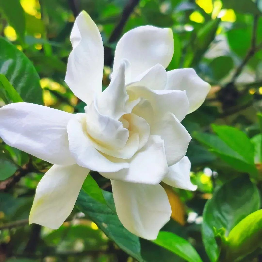 栀子花一开,耳边全是青春的老歌