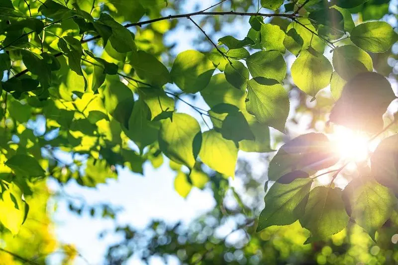 与AI的一天从一首夏至的歌曲开始