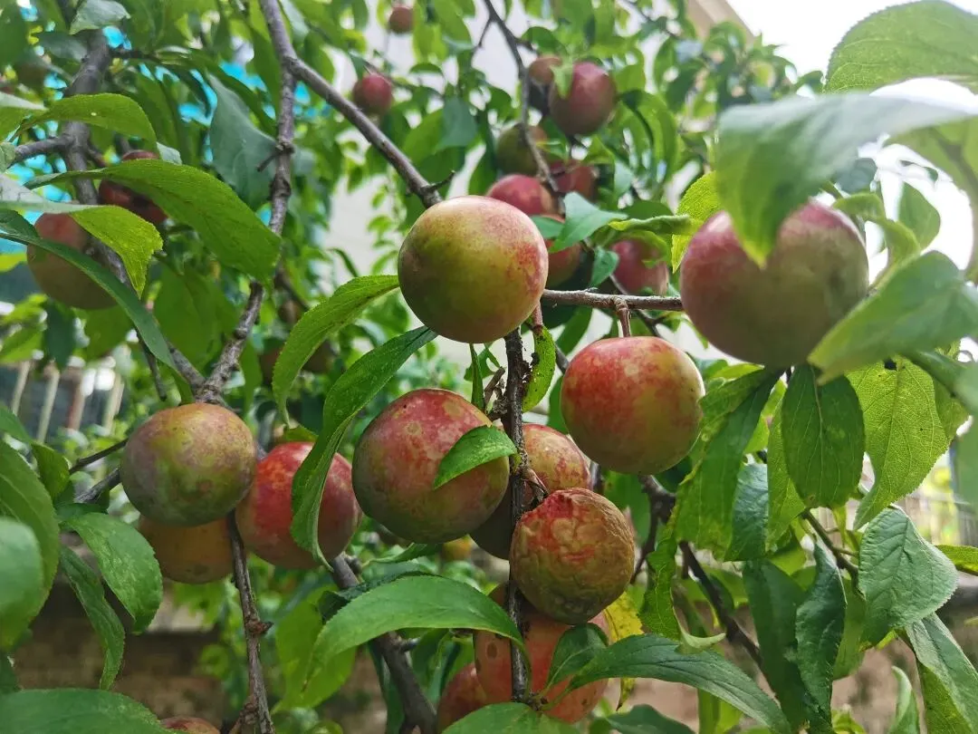 泸水长歌