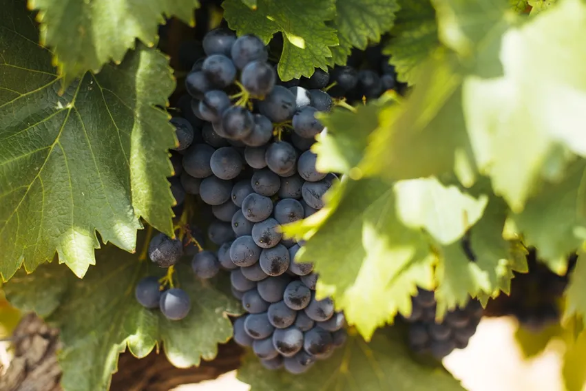葡萄酒品种知识:歌海娜(Grenache/Garnacha)