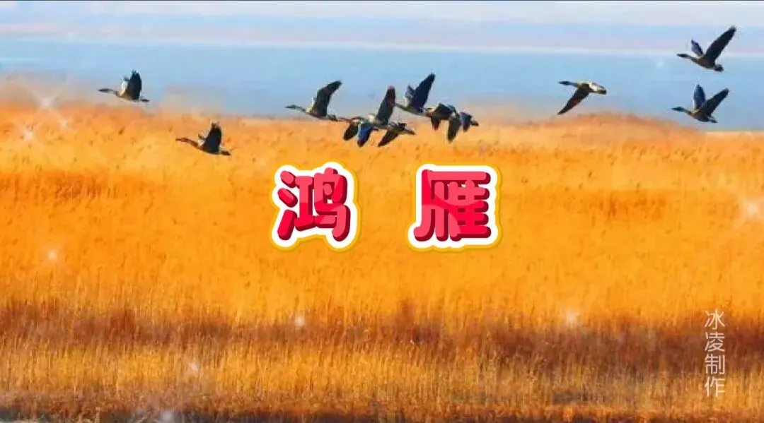 经典老歌|一曲《鸿雁》,描绘了一幅动人的草原画卷