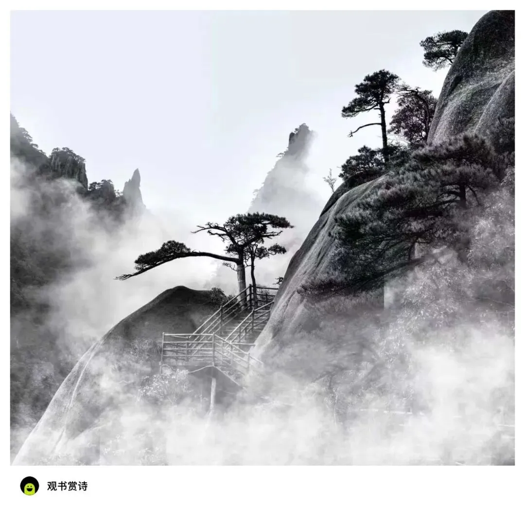 [诗影行吟]岩松之歌