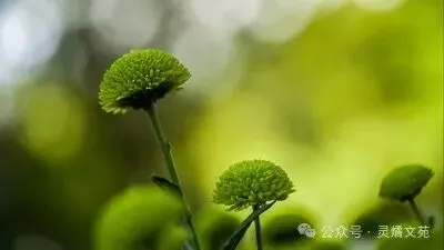夏天是一首歌