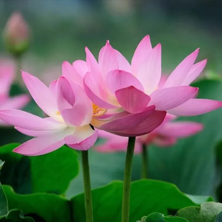 歌曲|《佛在我心》