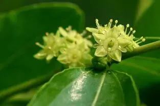 歌曲《枣花颂》 作词/张卫国