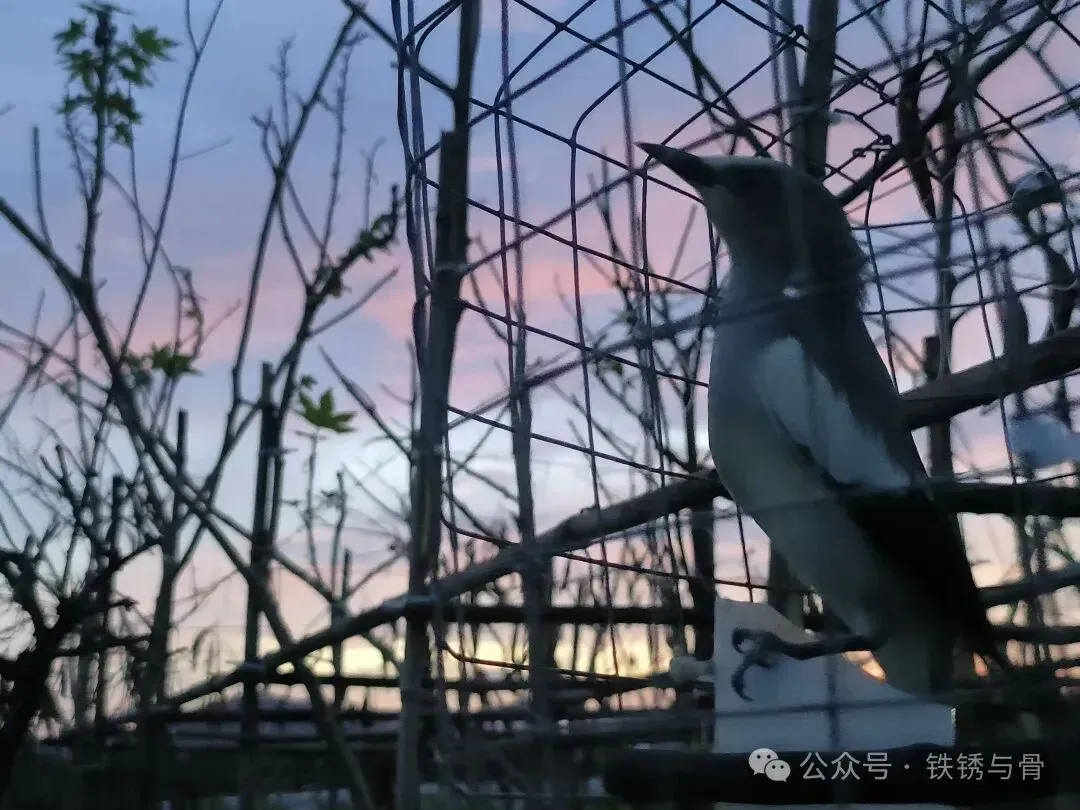灰背椋鸟之歌(修订)