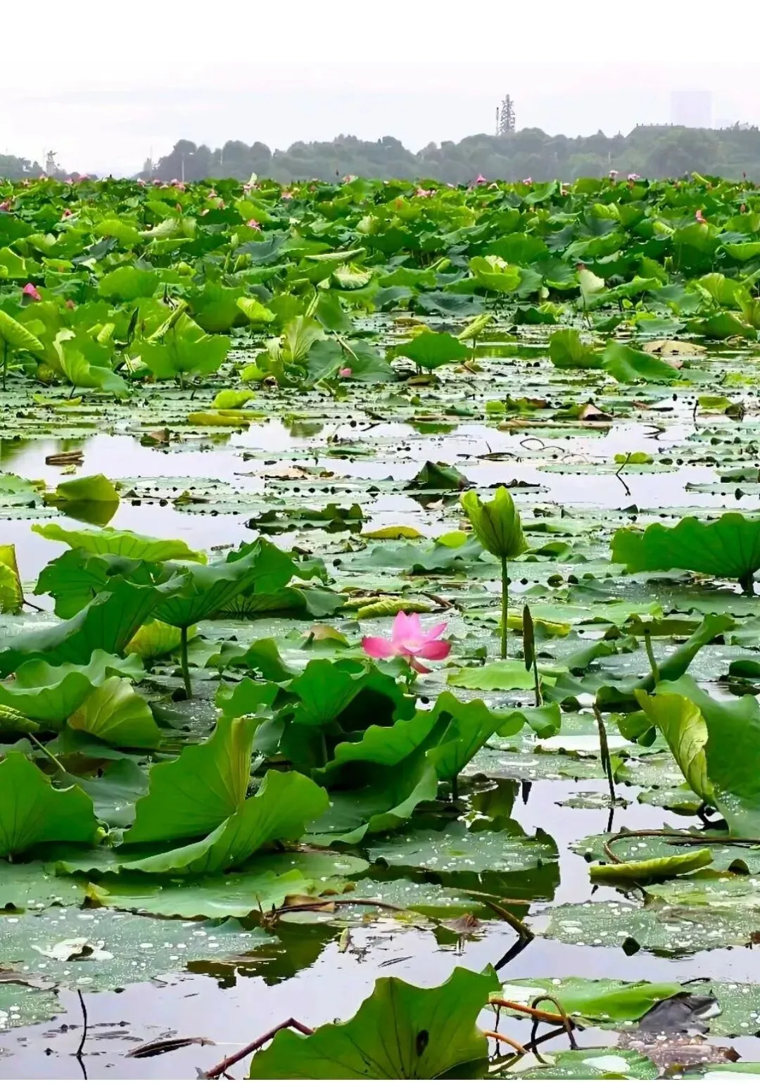 水调歌头·荷塘烟雨及赏析