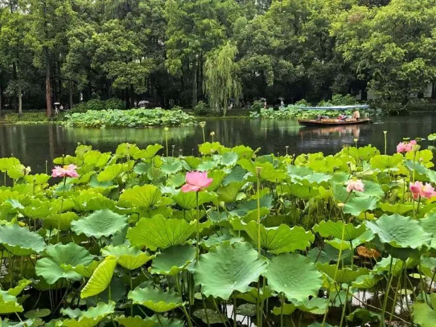 夏趣之夏日歌者
