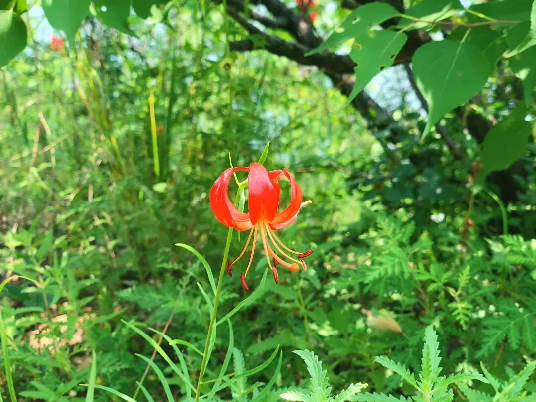 歌曲《山丹丹开花红艳艳》中唱的就是它,黄土高原上的红色山花