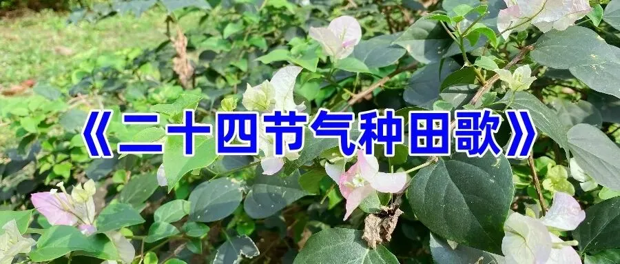 《二十四节气种田歌》