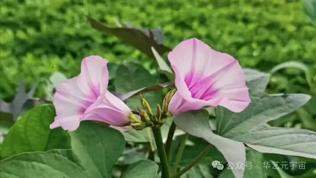 从歌曲《苕乡情》一→看新媒体对文化产业的推动促进作用
