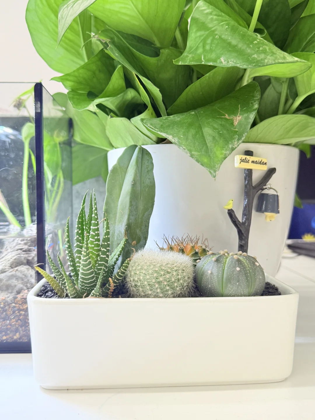 办公党狂喜!工位改造成「护眼宝地」👀