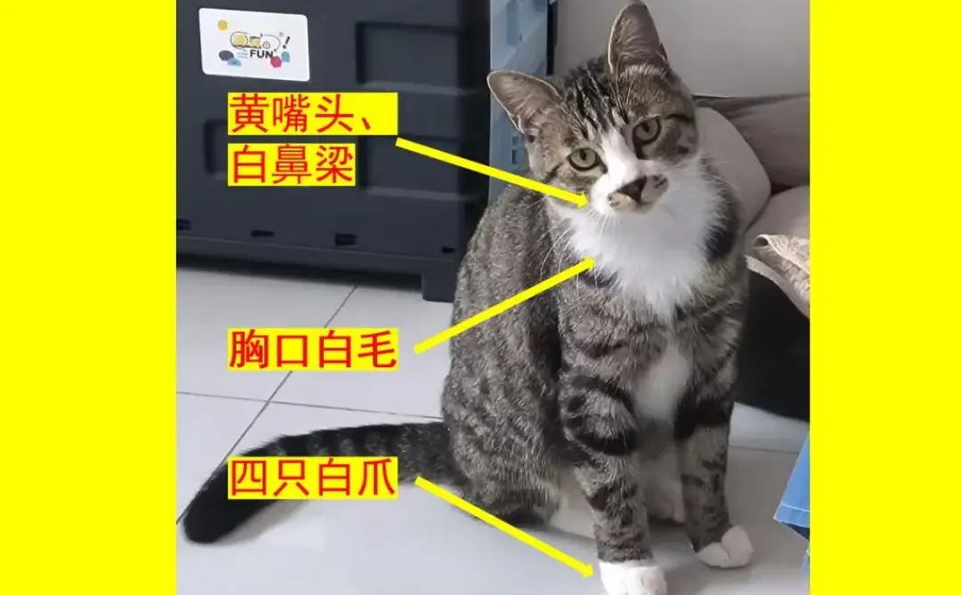 修复win7无法使用MediaCreationTool问题