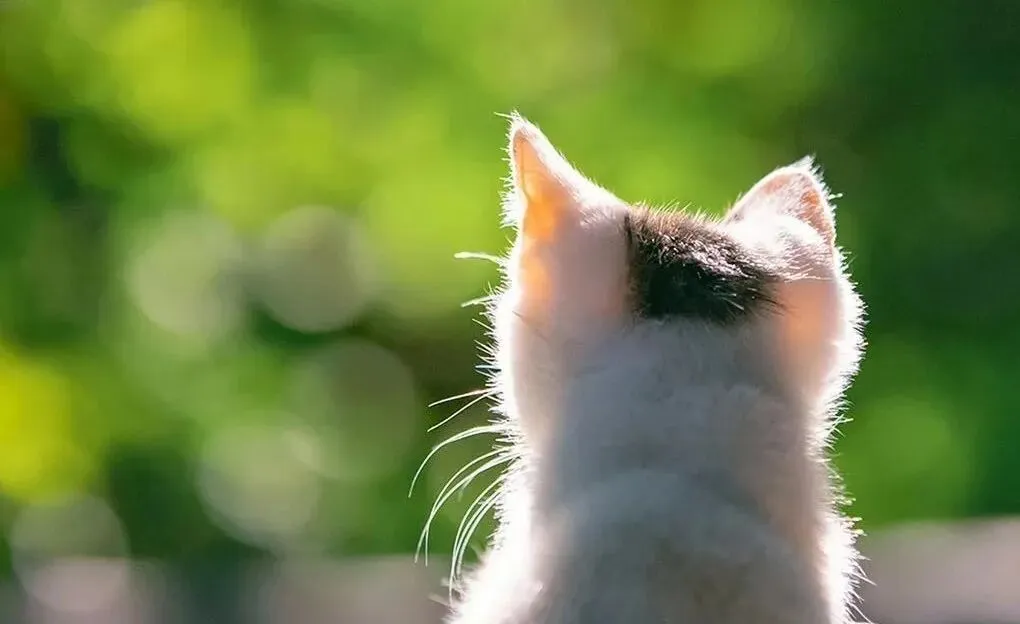 20跨考苏州大学计算机技术(电子信息)经验贴