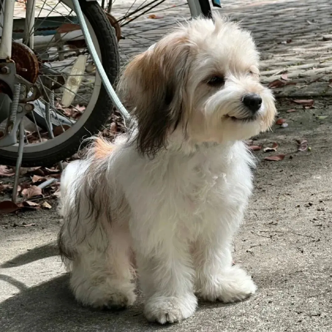 电脑硬件CPU的选购买指南和价格参考:2023年12月