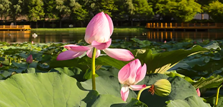 南阳理工学院,计算机技术、软件工程专业优秀突出,一所坐落于南阳宝地的宝藏大学