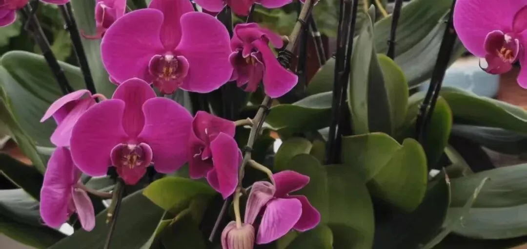 南阳理工学院,计算机技术、软件工程专业优秀突出,一所坐落于南阳宝地的宝藏大学