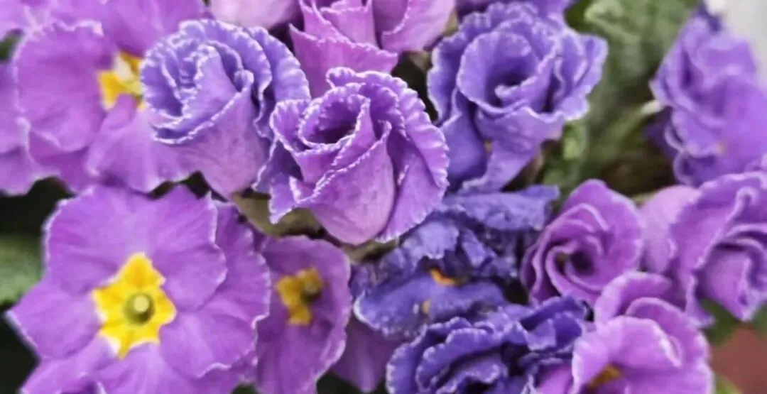 南阳理工学院,计算机技术、软件工程专业优秀突出,一所坐落于南阳宝地的宝藏大学