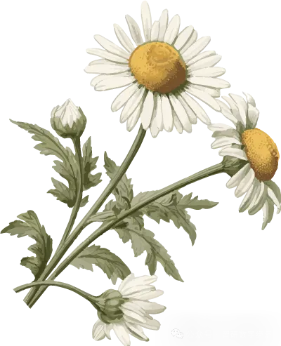 081200计算机科学与技术考研 | 南科大报考攻略