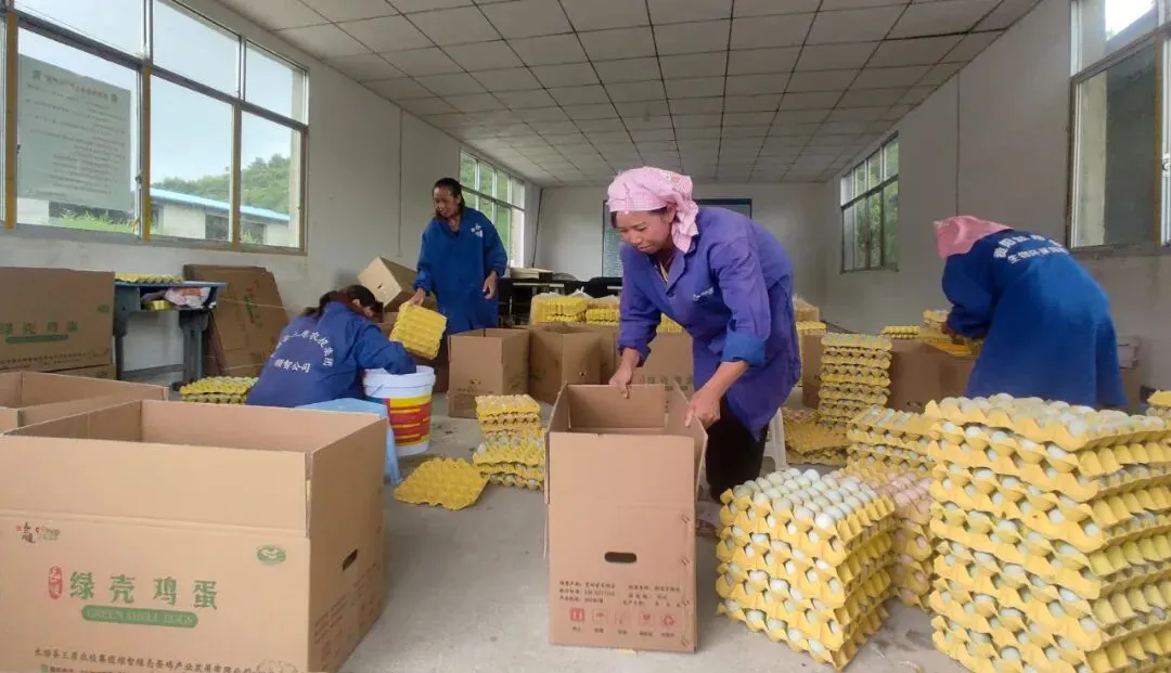 长顺绿色“金蛋”走俏市场!究竟有什么好,如此供不应求?答案是……