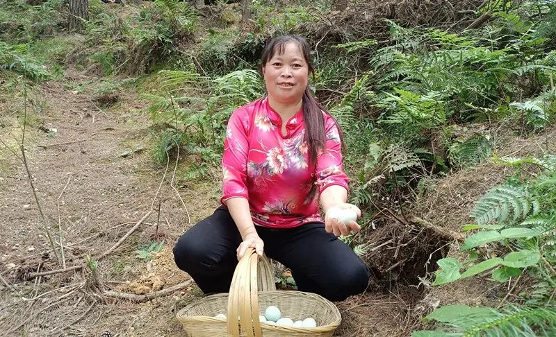 长顺绿色“金蛋”走俏市场!究竟有什么好,如此供不应求?答案是……