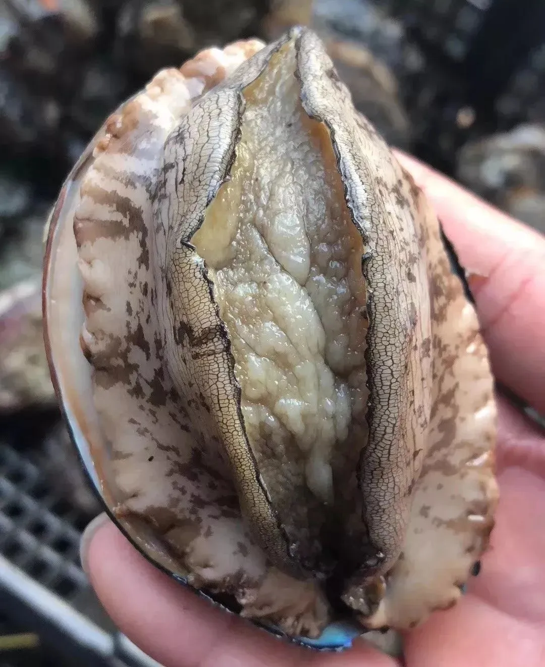 买菜新攻略!比市场还便宜?吃本港生猛海鲜人均只要50+、渔港直送到家!