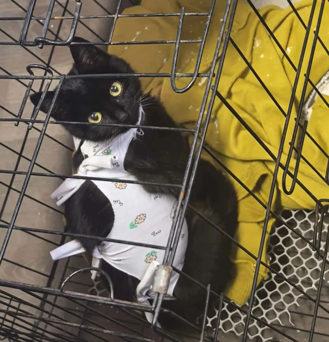 梦核?后室?在旧货市场,世界在穿模