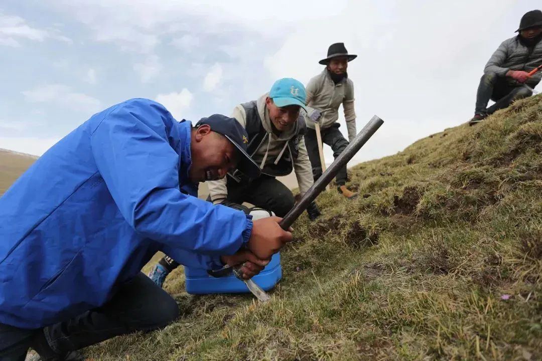 “虫草市场”暴雷!加了微信才知道,源头竟然这么便宜!